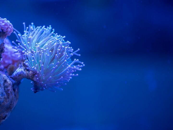 Acuario de Gnova